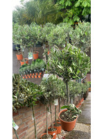 MRQ by Miss Rebel Queen Olijfboom Olea Europaea  klein