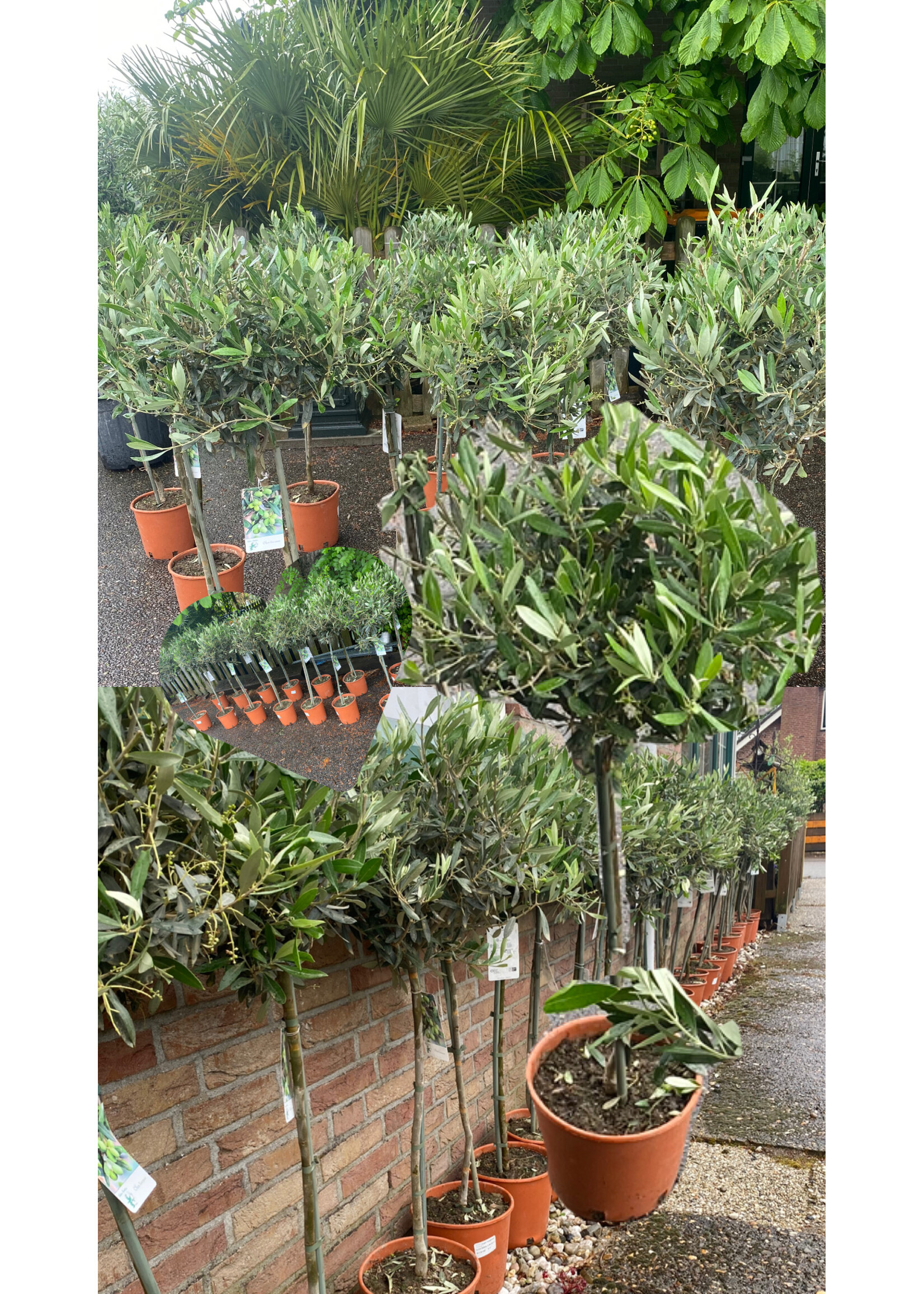 MRQ by Miss Rebel Queen Olijfboom Olea Europaea klein