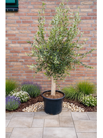 MRQ by Miss Rebel Queen Olijfboom Olea Europaea