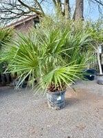 MRQ by Miss Rebel Queen Chamaerops Humilis Europese dwergpalm