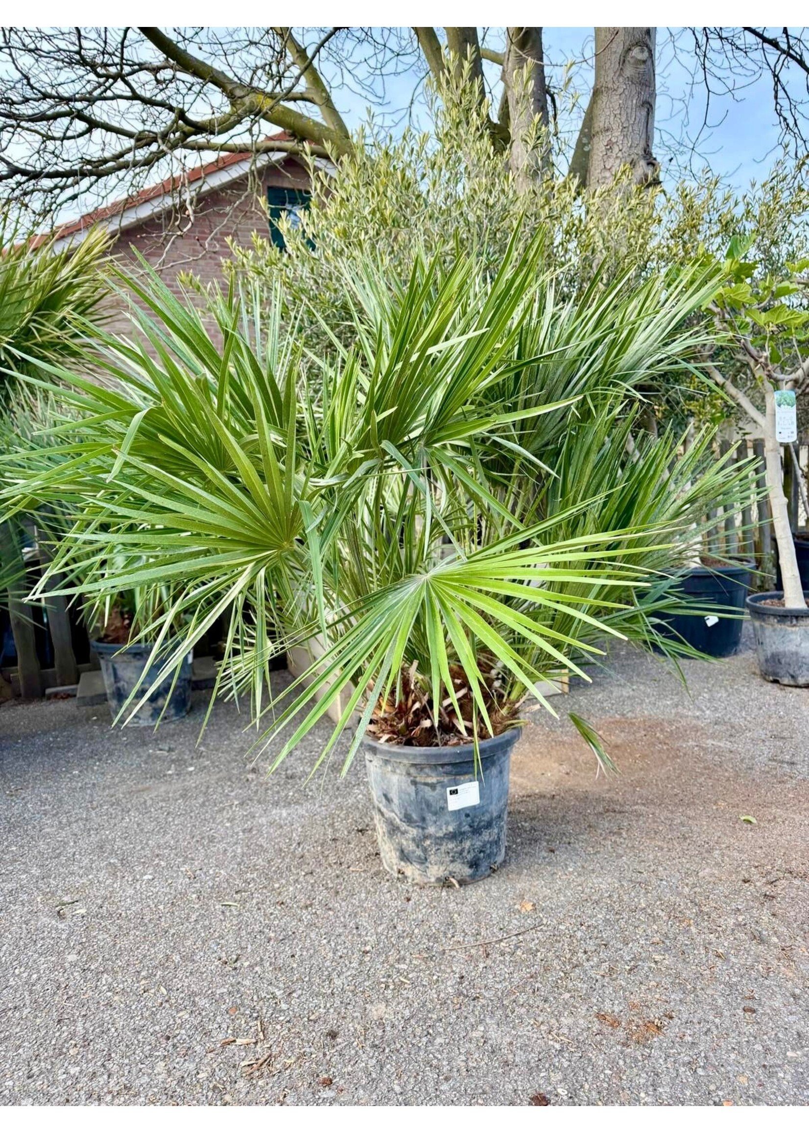 MRQ by Miss Rebel Queen Chamaerops Humilis Europese dwergpalm