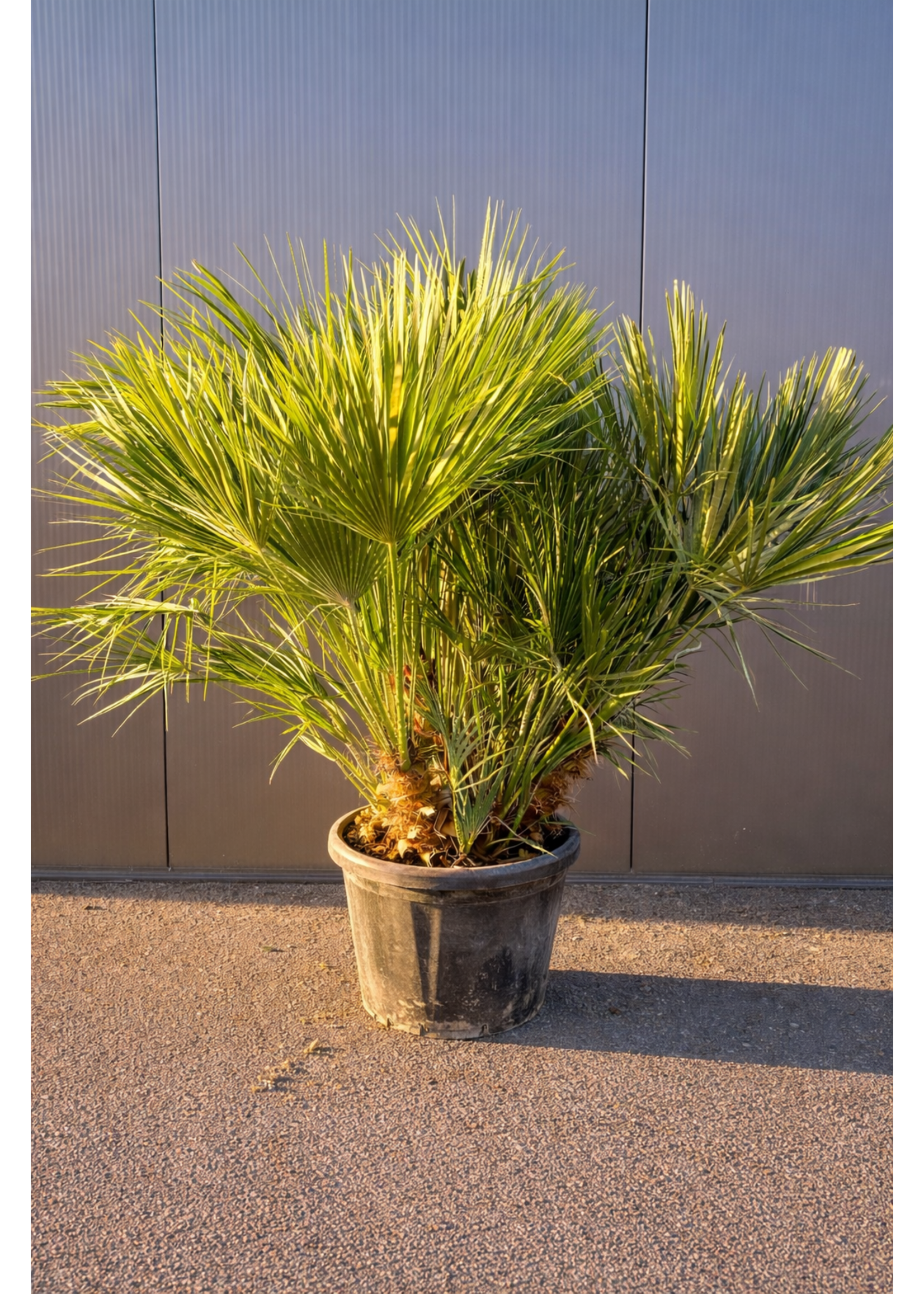 MRQ by Miss Rebel Queen Chamaerops Humilis Europese dwergpalm