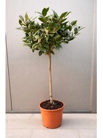 MRQ by Miss Rebel Queen Laurier Laurus Nobilis op stam