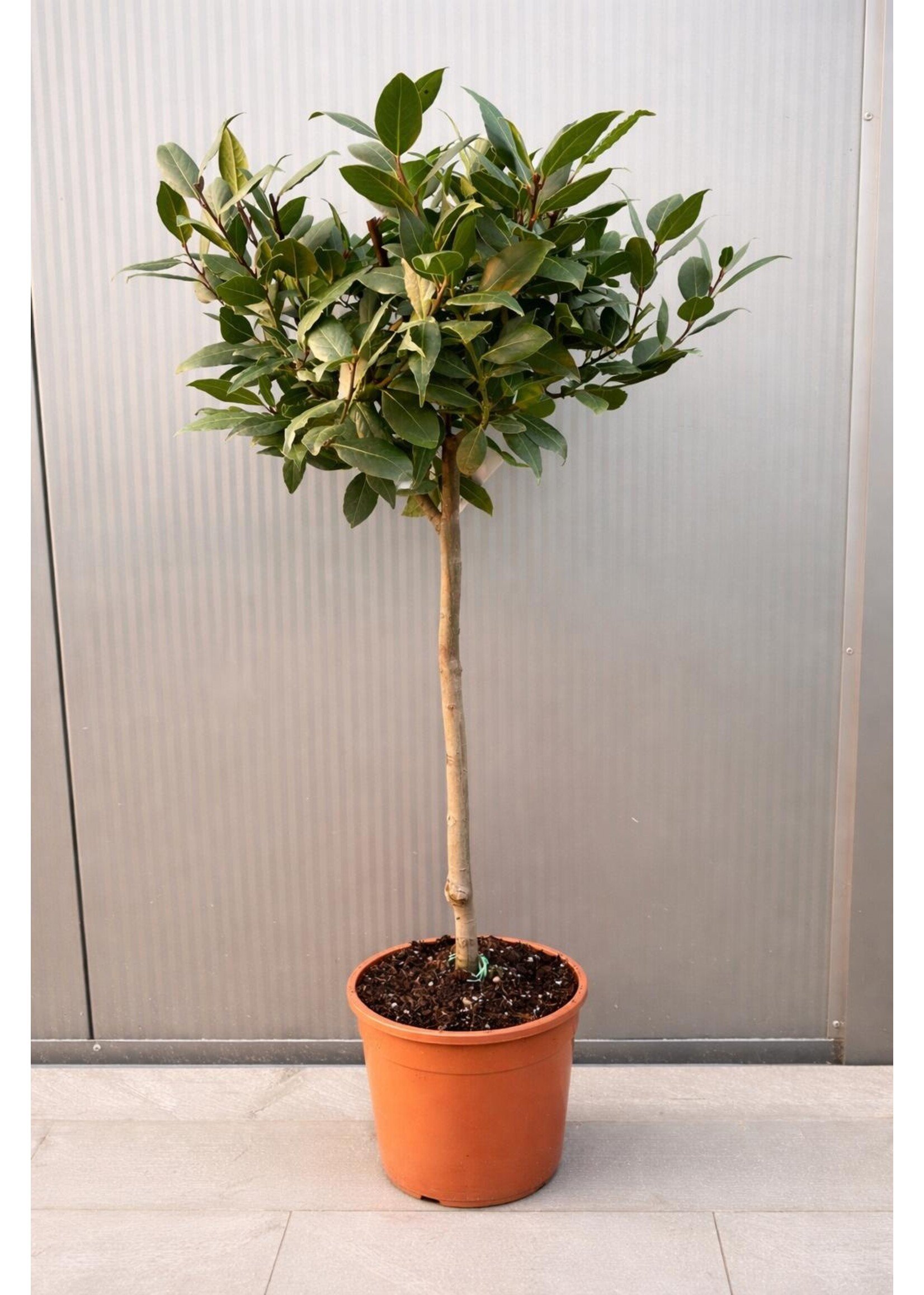 MRQ by Miss Rebel Queen Laurus Nobilis op stam 90 cm hoogte