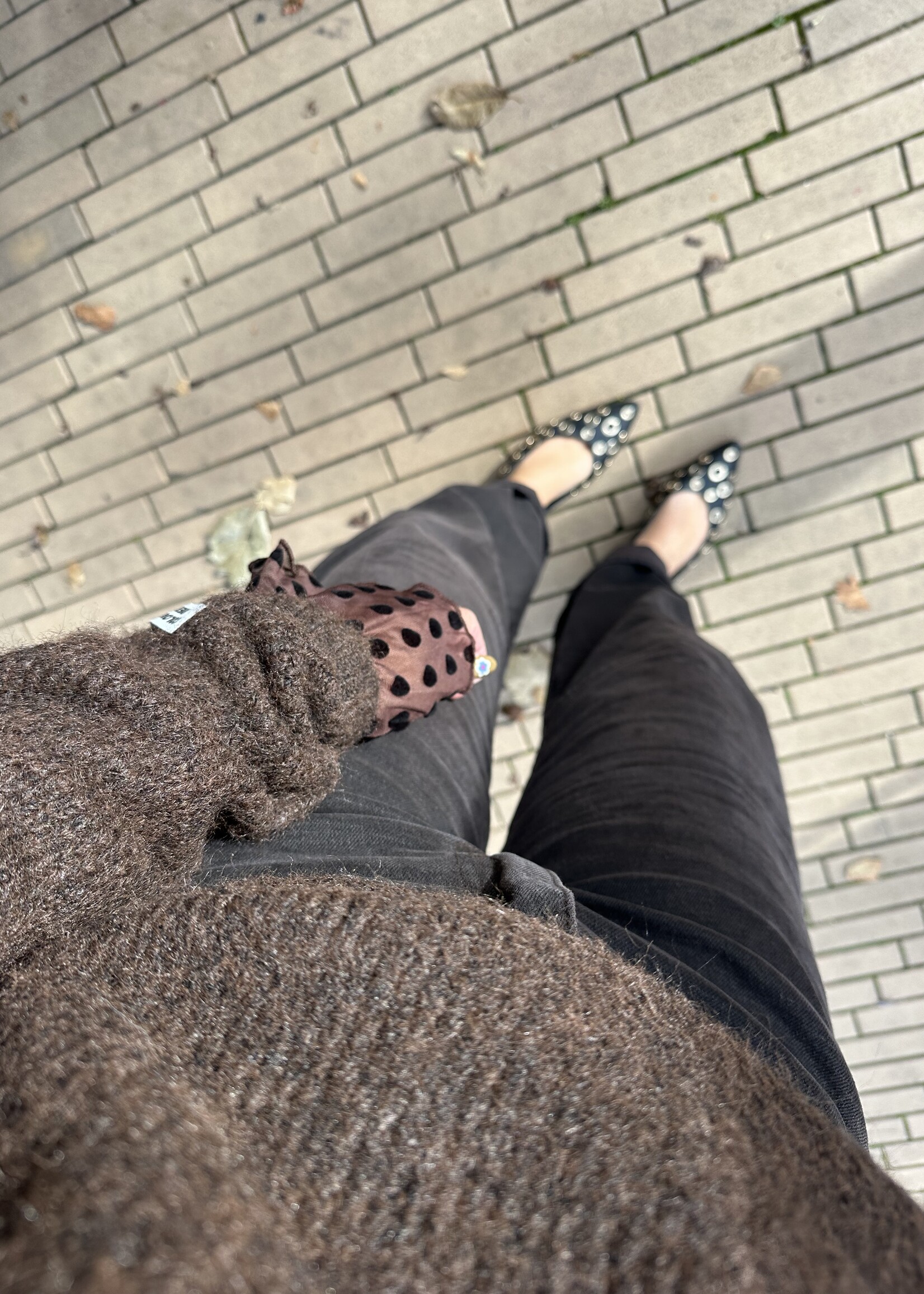 Queen Hearts Jeans Feline - Brown -