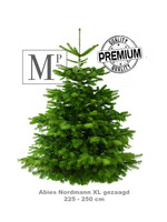 Echte Kerstboom Abies Nordmann XL