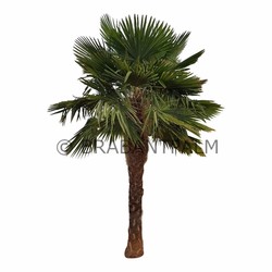 Trachycarpus fortunei