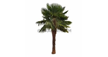 Trachycarpus fortunei