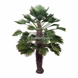 Trachycarpus wagnerianus