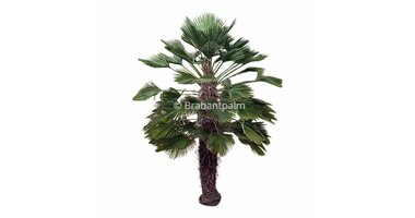 Trachycarpus wagnerianus
