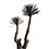 Yucca filifera "Multihead" (YFM-1)