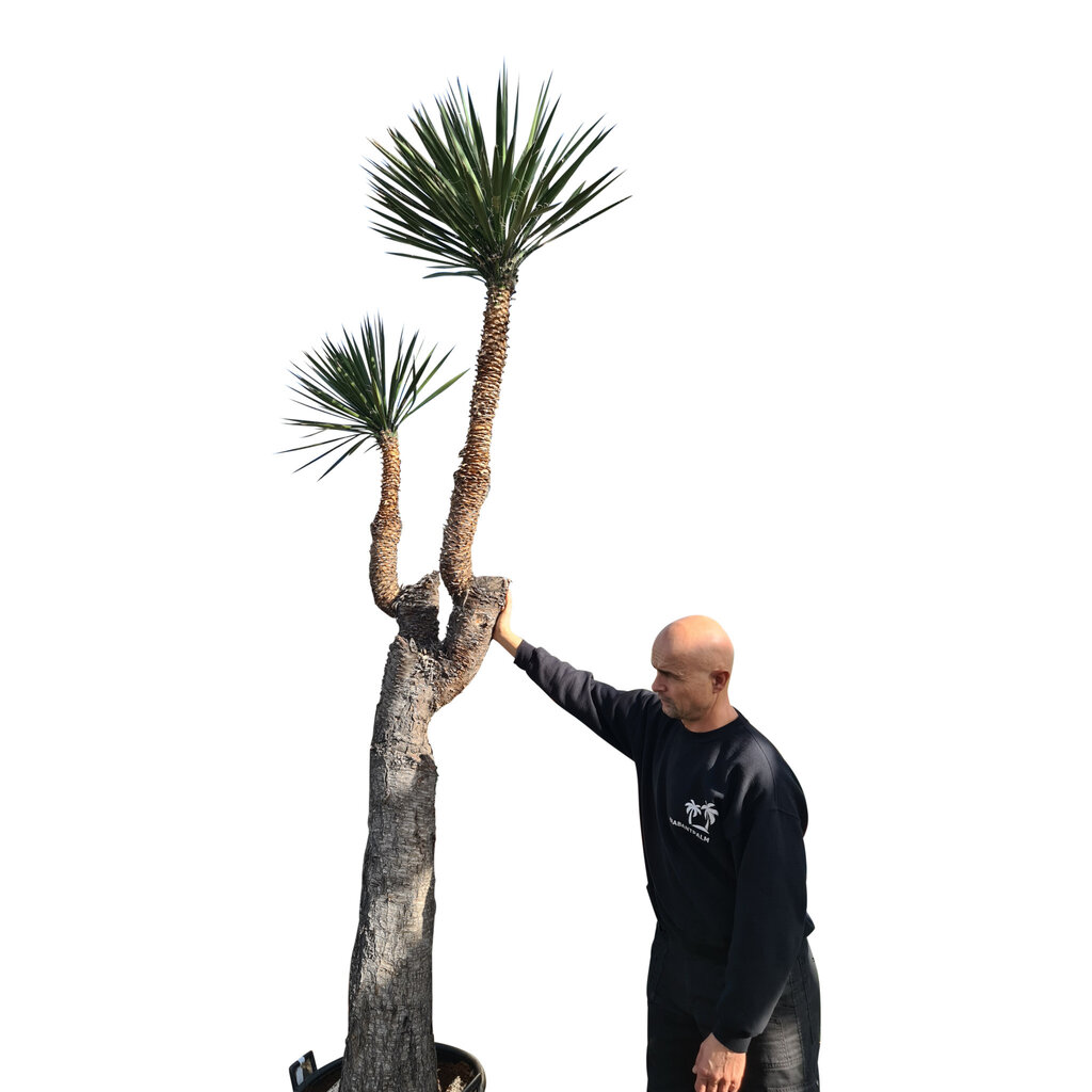 Yucca filifera "Multihead" (YFM-1)