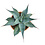 Agave ovatifolia (pot C-22)