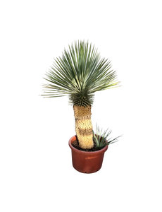  Yucca Hybride