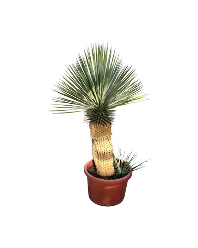  Yucca Hybride
