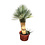 Yucca Hybride
