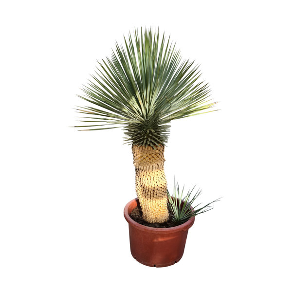 Yucca Hybride