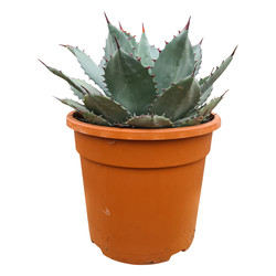 Agave truncata (hybride)