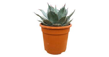 Agave truncata (hybride)