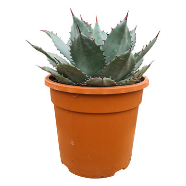 Agave truncata (hybride)