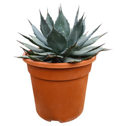 Agave parryi var. Parryi