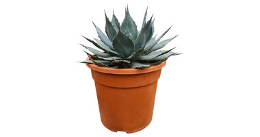 Agave parryi var. Parryi