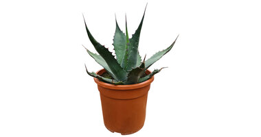 Agave salmiana