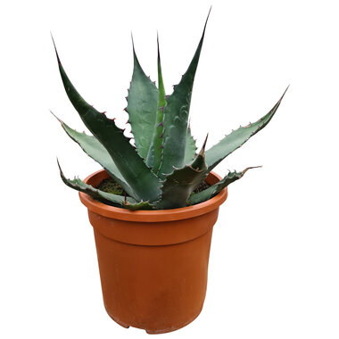 Agave ferox