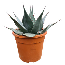 Agave havardiana