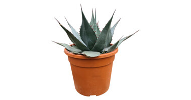 Agave havardiana