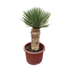 Yucca rostrata "Hybride"