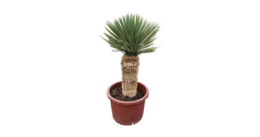 Yucca rostrata "Hybride"