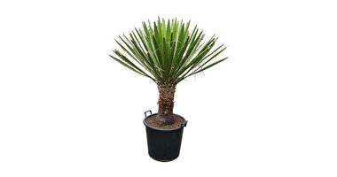 Yucca carnerosana
