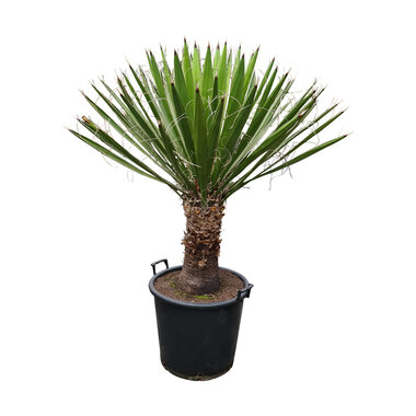 Yucca carnerosana