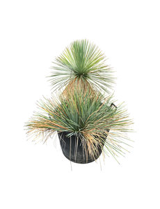  Yucca linearifolia (YLM-3)