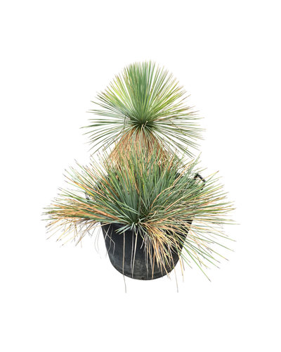  Yucca linearifolia (YLM-3)