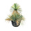 Yucca linearifolia (YLM-3)