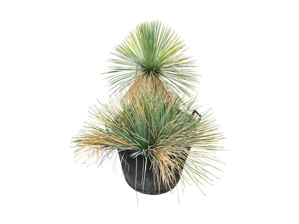 Yucca linearifolia (YLM-3)