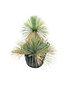  Yucca linearifolia (YLM-3)