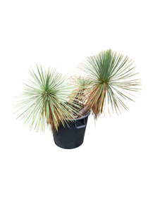 Yucca linearifolia (YLM-6)