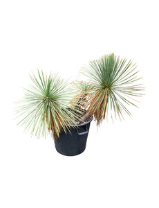  Yucca linearifolia (YLM-6)