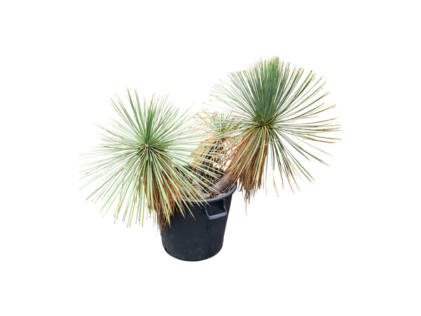 Yucca linearifolia (YLM-6)
