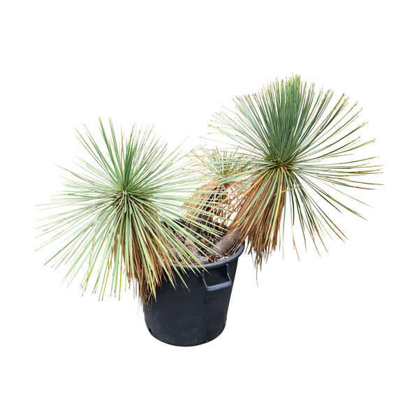 Yucca linearifolia (YLM-6)