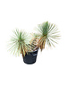  Yucca linearifolia (YLM-6)