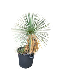 Yucca linearifolia (YLM-2)