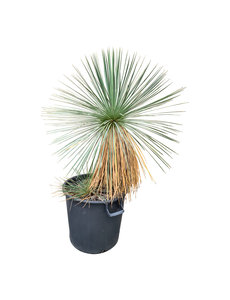  Yucca linearifolia (YLM-2)
