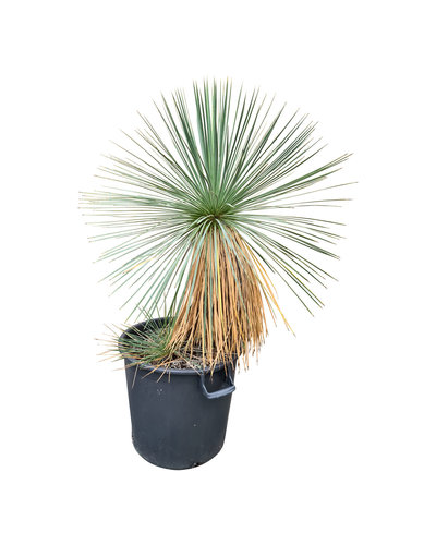  Yucca linearifolia (YLM-2)