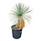 Yucca linearifolia (YLM-2)