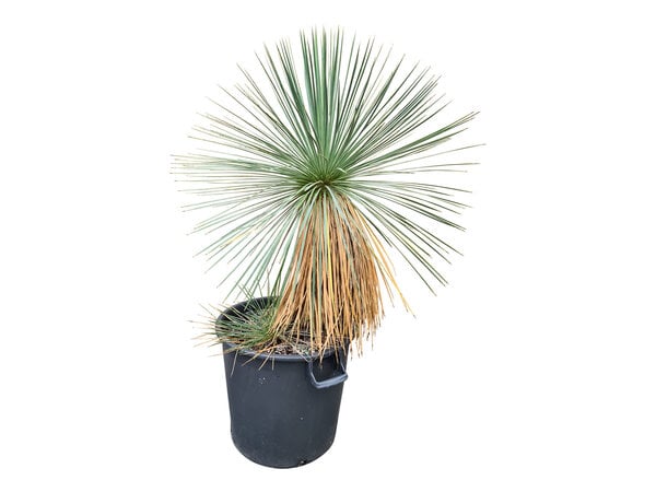 Yucca linearifolia (YLM-2)