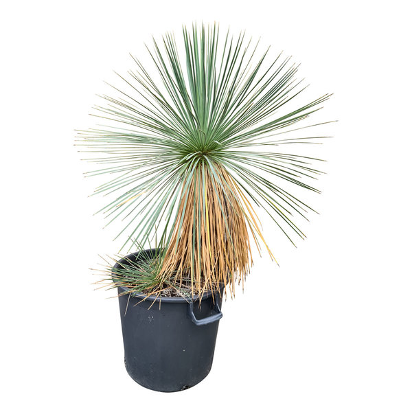 Yucca linearifolia (YLM-2)